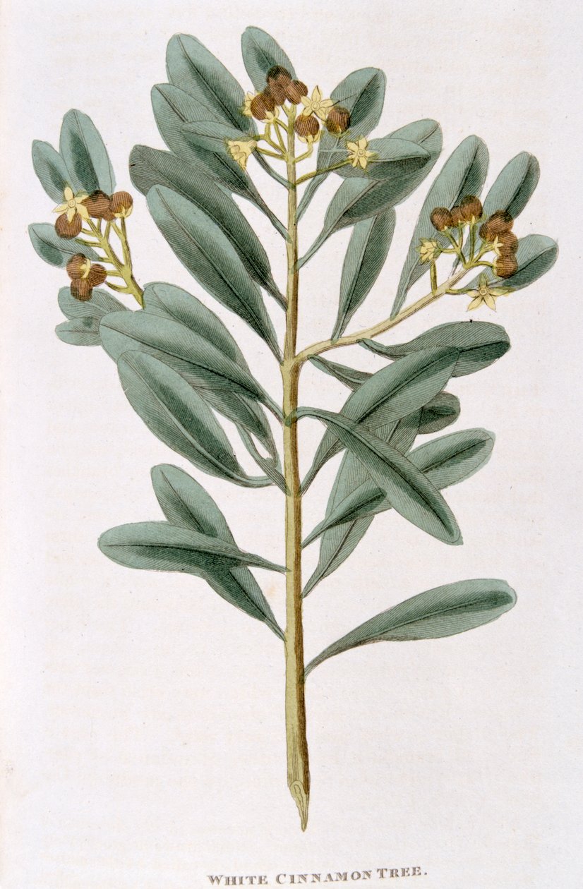 غصن القرفة البيضاء Canella alba ، 1823 بواسطة غير معروف