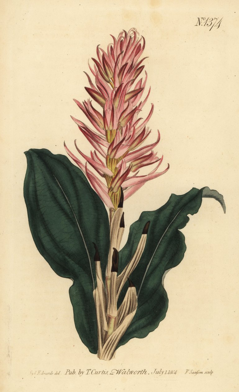 Stenorrhynchos speciosum orchid (نيوتيا حمراء مزهرة ، نيوتيا سبيسيوزا) بواسطة غير معروف