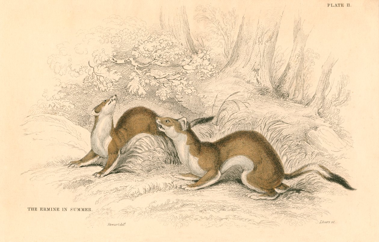 Stoat Mustela erminea ، عضو عائلة ابن عرس ، 1828 بواسطة غير معروف