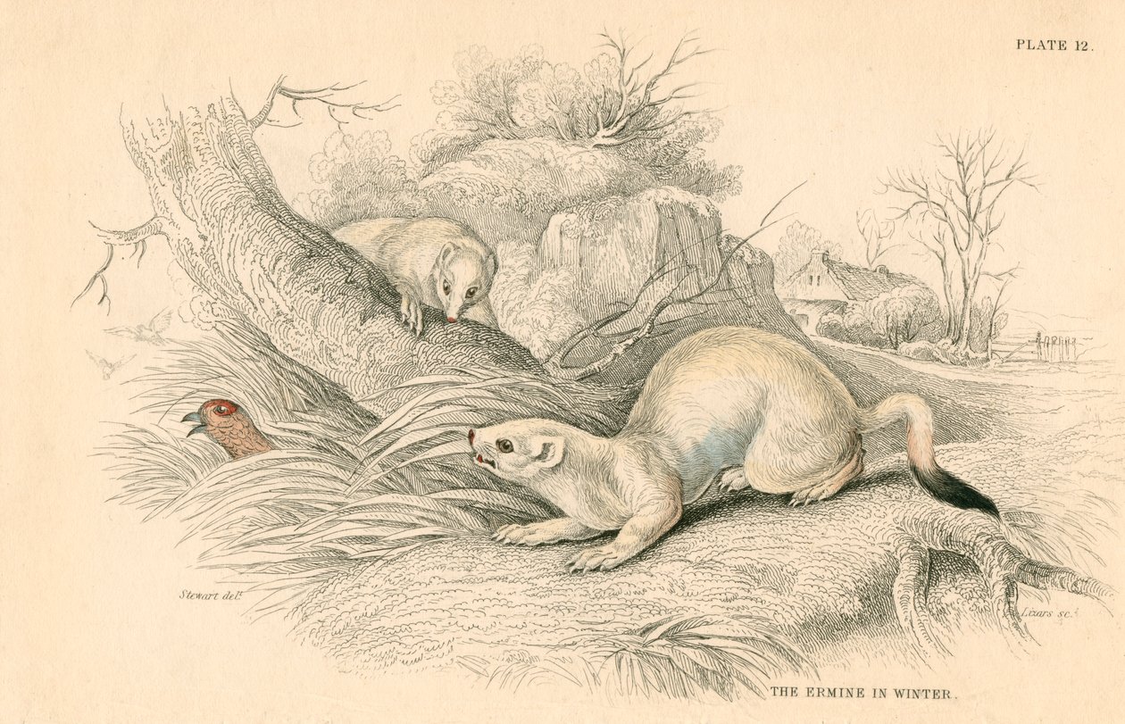 Stoat Mustela erminea ، عضو عائلة ابن عرس ، 1828 بواسطة غير معروف
