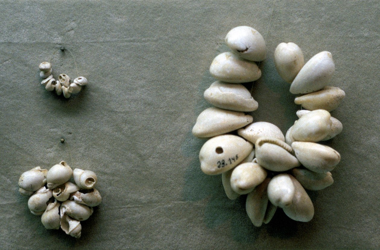 سلاسل قذائف Cowrie بواسطة غير معروف