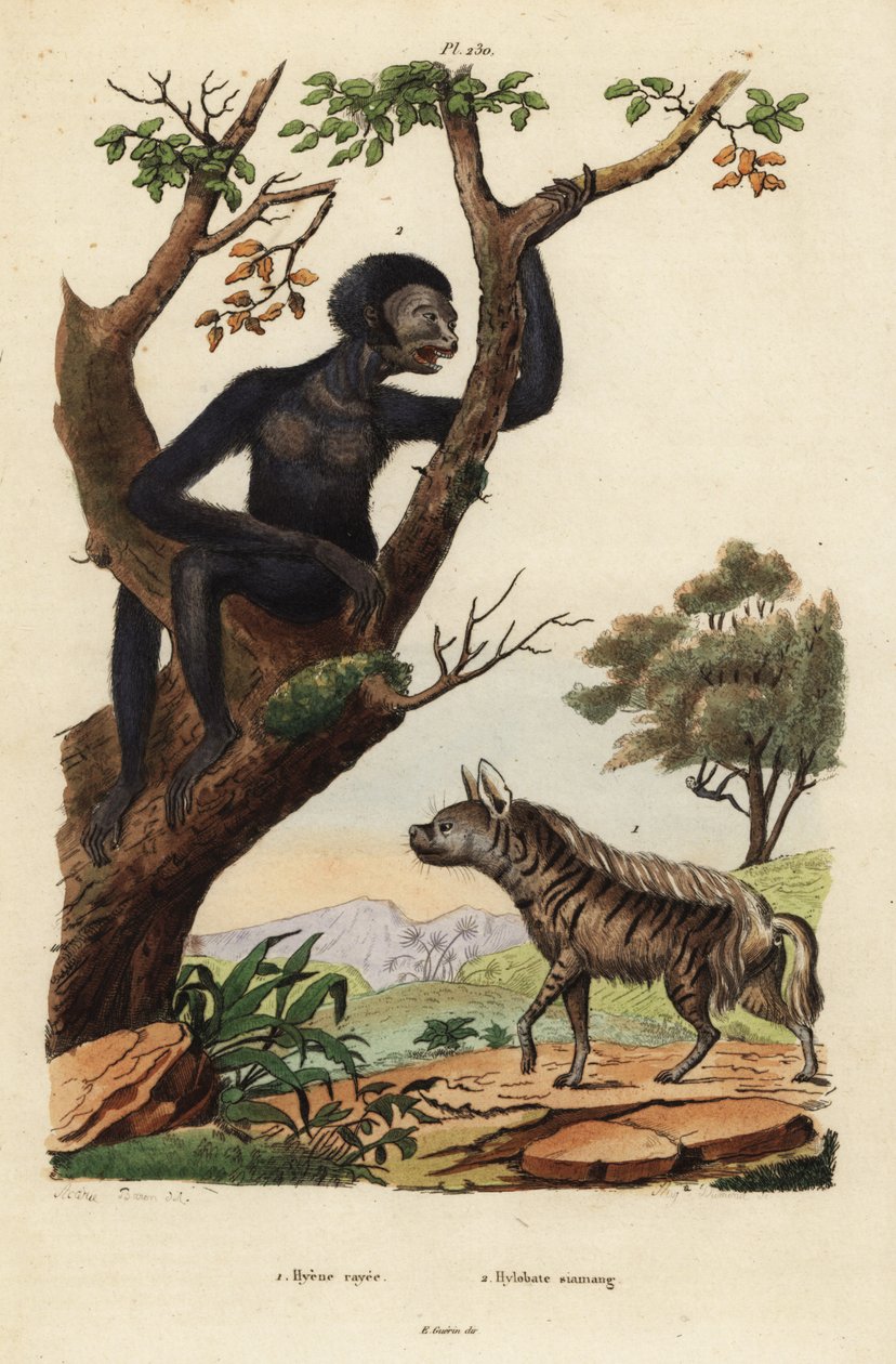 Striped hyena, Hyaena hyaena 1, and siamang, Symphalangus syndactylus, endangered 2 بواسطة غير معروف