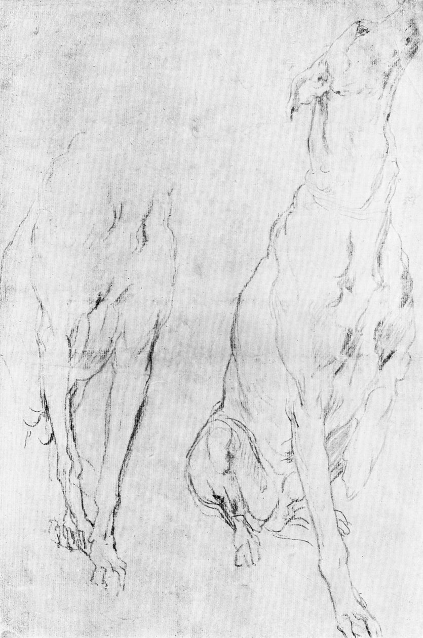 دراسة السلوقي السلوقي في صورة دوق ريتشموند ، c1634 1900 بواسطة غير معروف