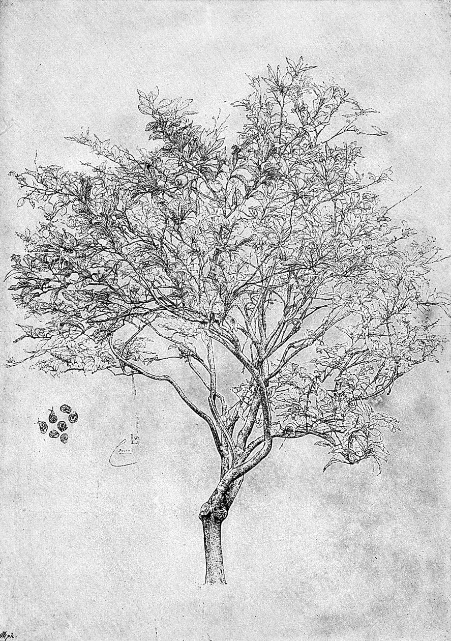 دراسة شجرة الليمون 1899 بواسطة غير معروف