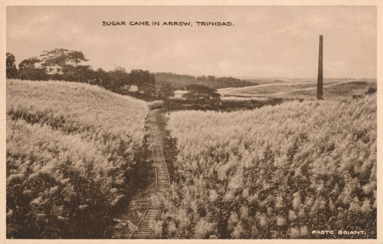قصب السكر في Arrow Trinidad ، c1900 بواسطة غير معروف
