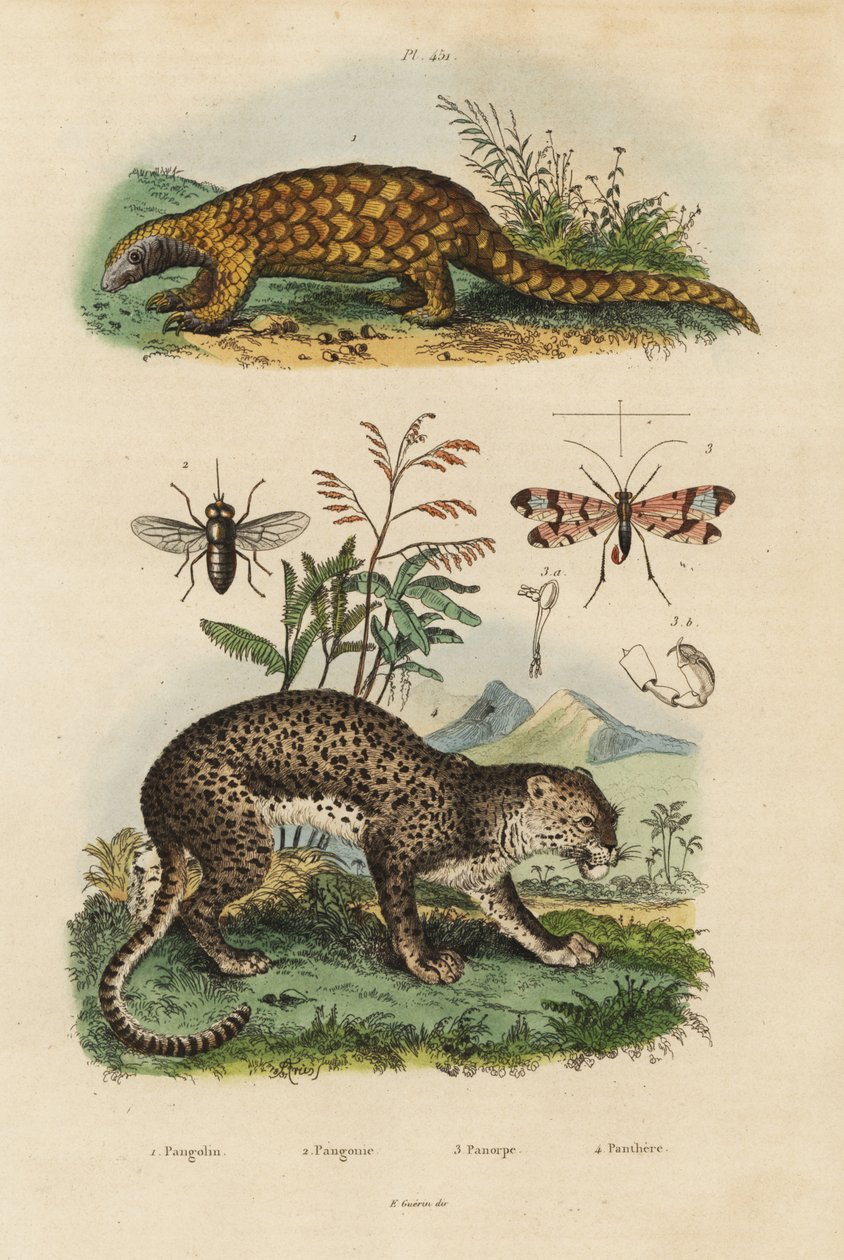 Sunda pangolin ، Manis javanica ، مهددة بالانقراض 1 ، النمر ، Panthera pardus 4 ، ذبابة الحصان ، Tabanus rostratus 3 ، ذبابة العقرب ، Panorpa communis 3 بواسطة غير معروف