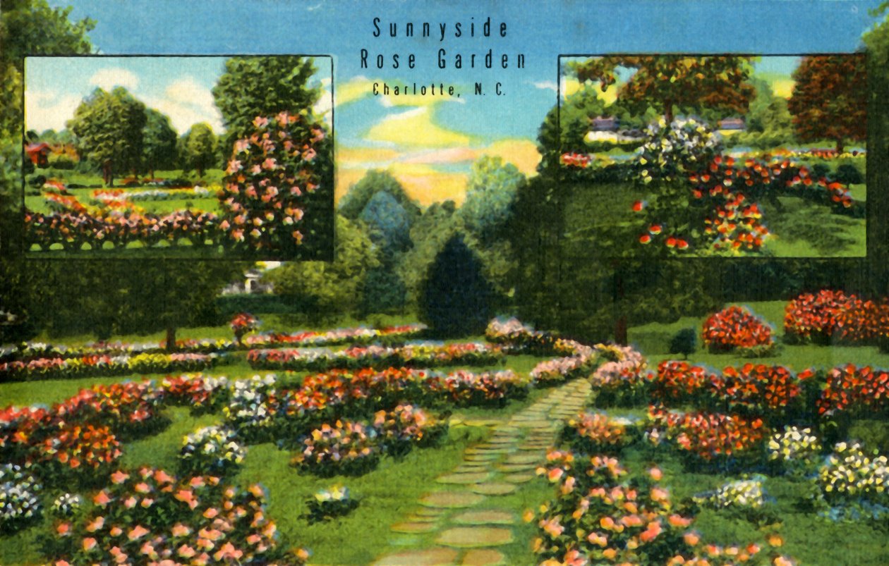 Sunnyside Rose Garden ، شارلوت ، نورث كارولاينا ، 1942. بواسطة غير معروف