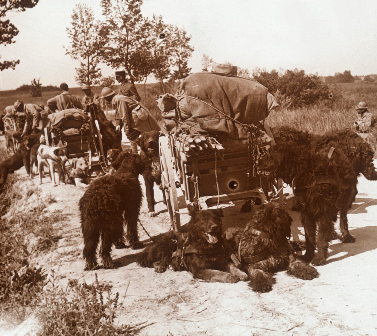 كلاب التموين ، c1914-c1918 بواسطة غير معروف