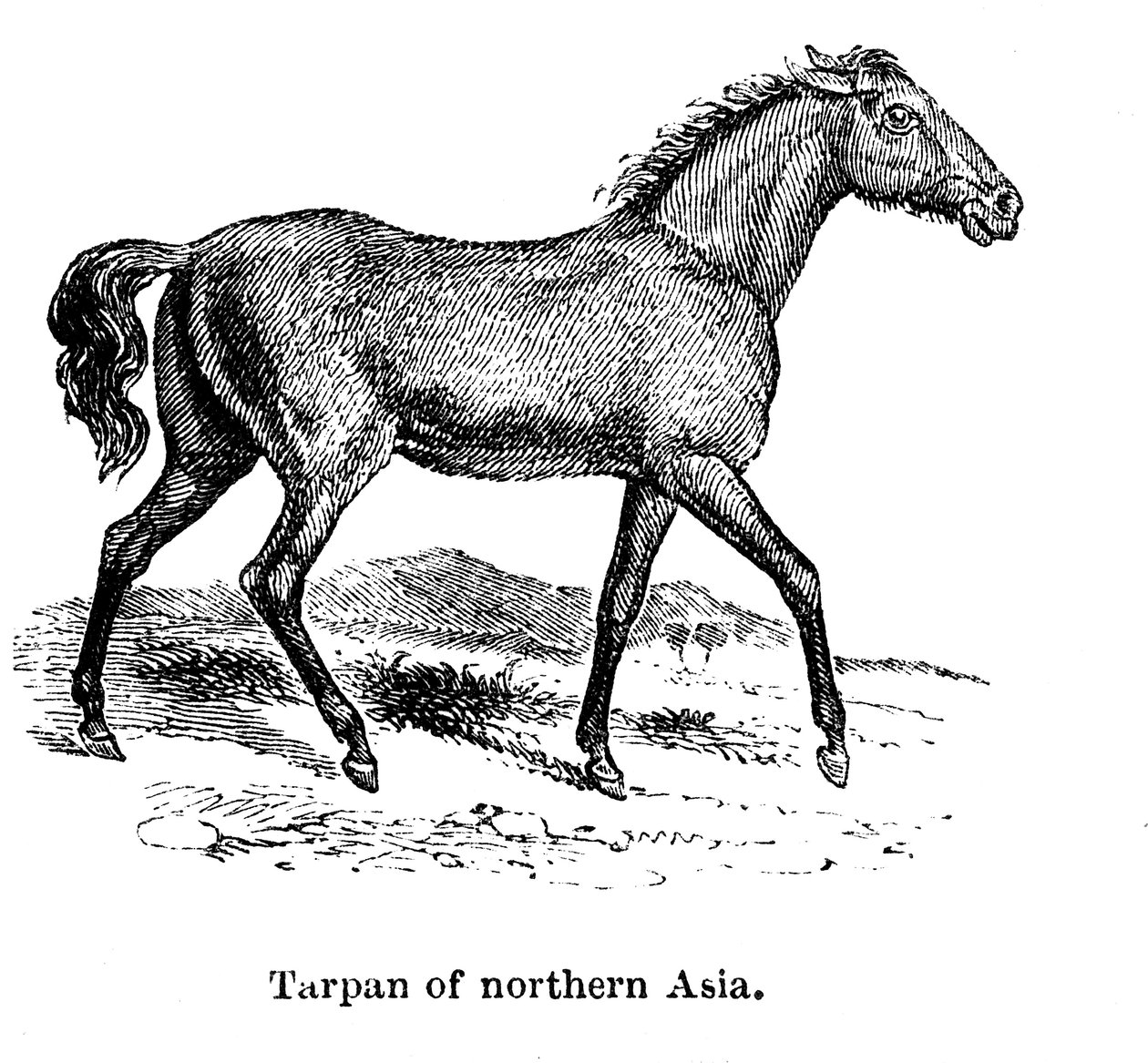تاربان ، 1850 بواسطة غير معروف
