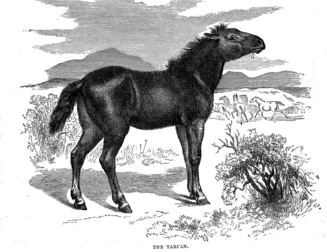 تاربان ، 1884 بواسطة غير معروف