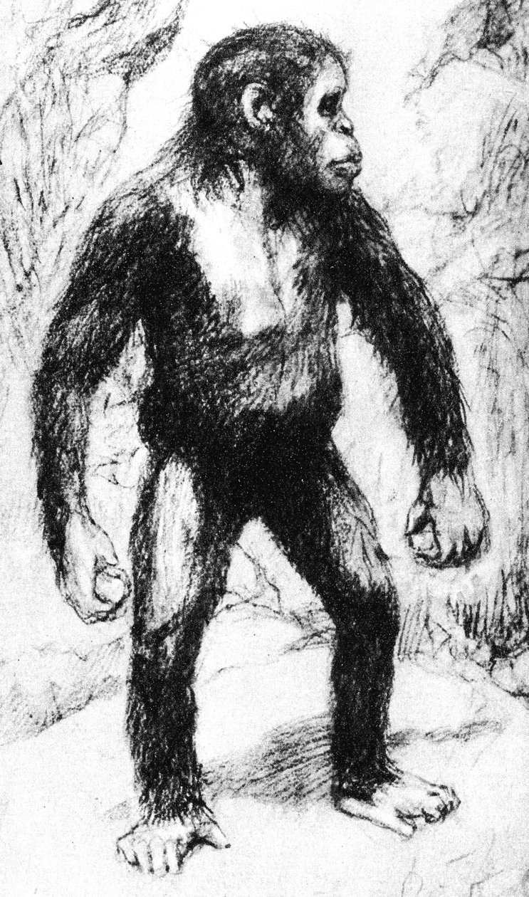Taungs Ape-Man بواسطة غير معروف