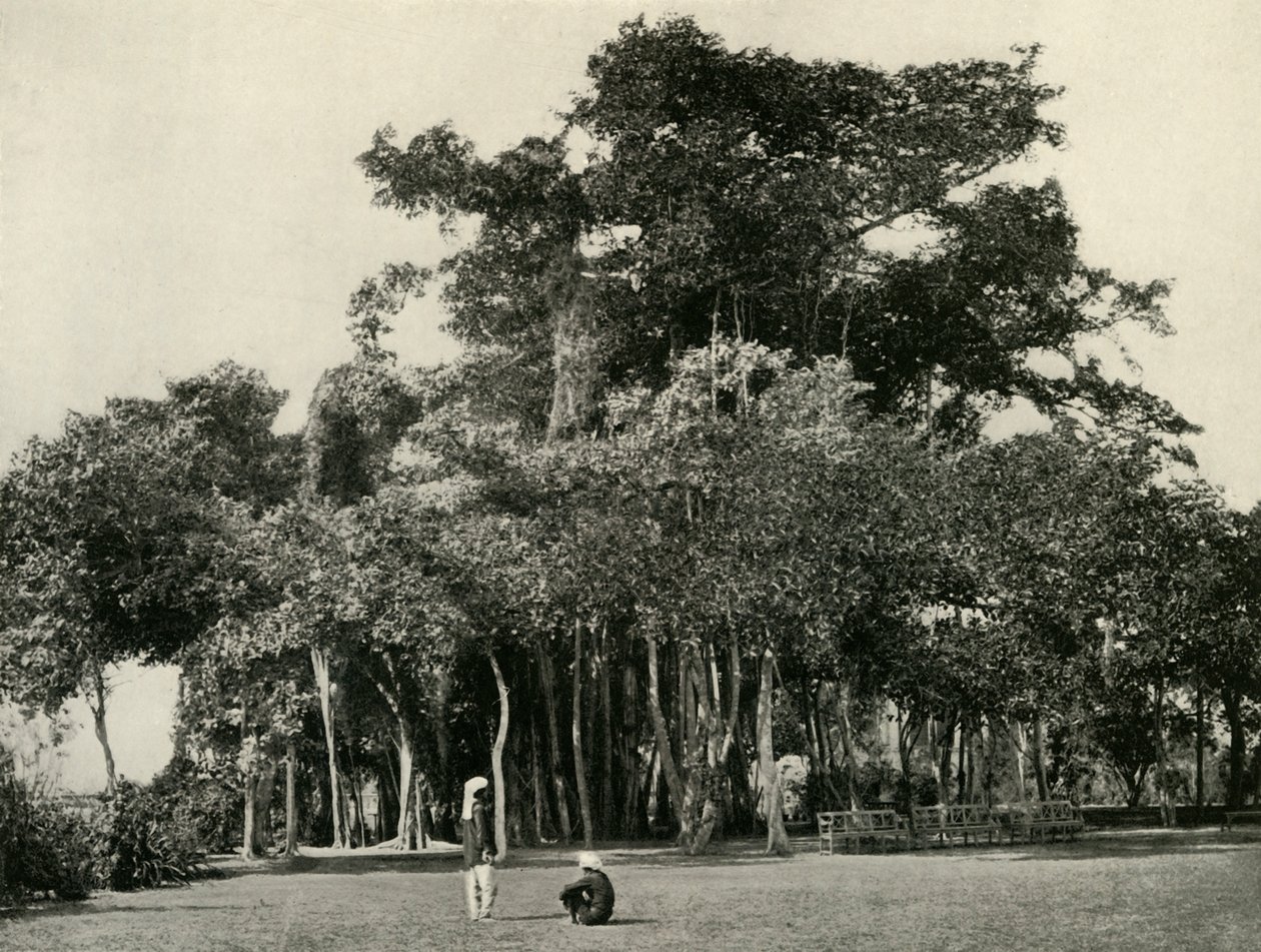 The Banyan Tree، Barrackpore، 1870، 1925. بواسطة غير معروف