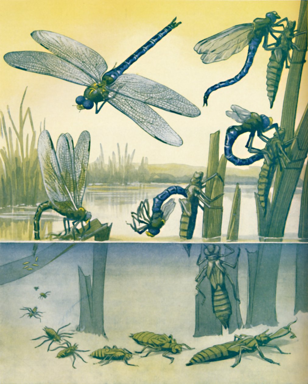 قصة حياة Dragonflys الجميلة ، 1935 بواسطة غير معروف