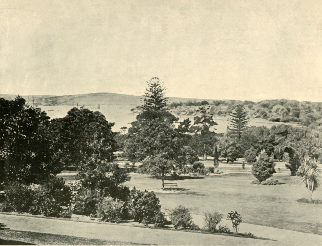 الحدائق النباتية في سيدني ، 1901. بواسطة غير معروف