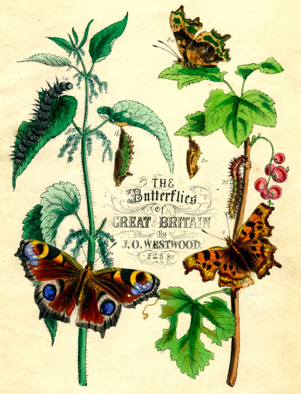فراشات بريطانيا العظمى ، c1855 بواسطة غير معروف