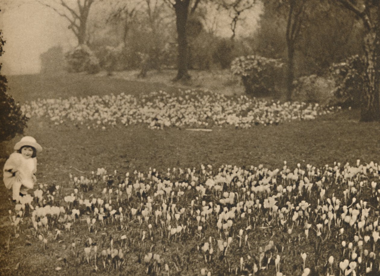 سجادة Crocus of Spring ، عام 1935. بواسطة غير معروف