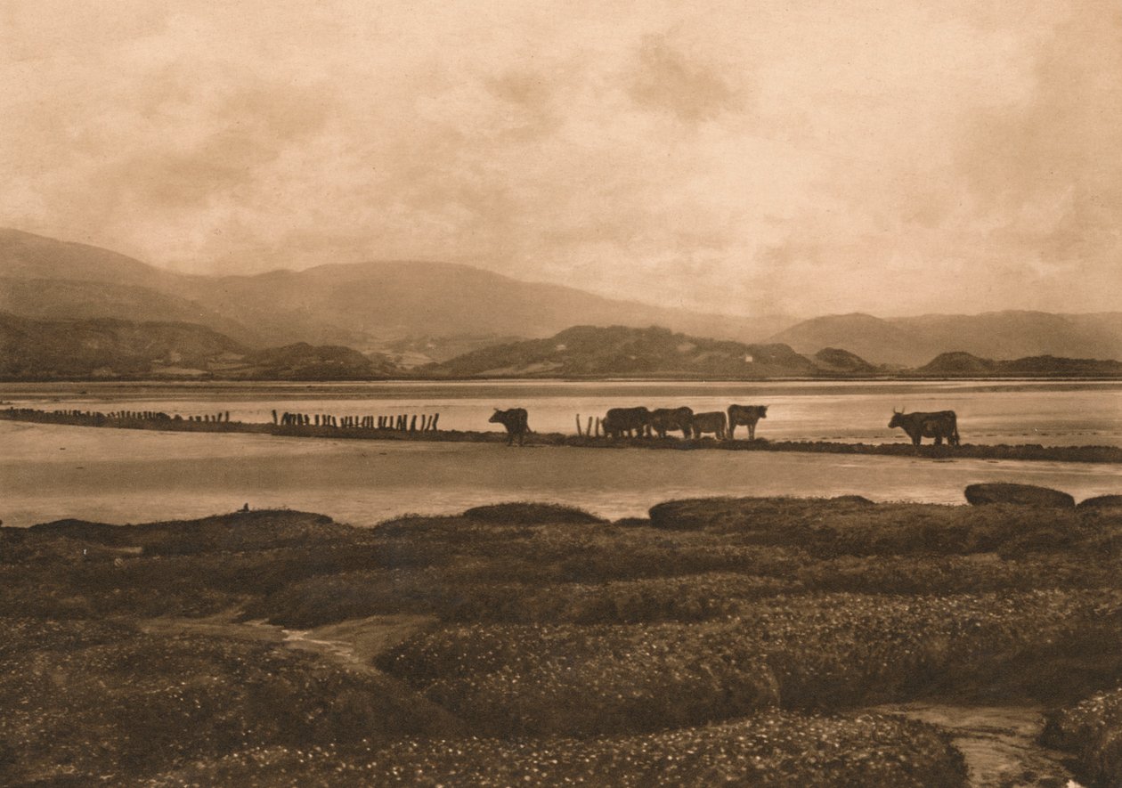 الدوفي في Ynyslas ، 1902 بواسطة غير معروف