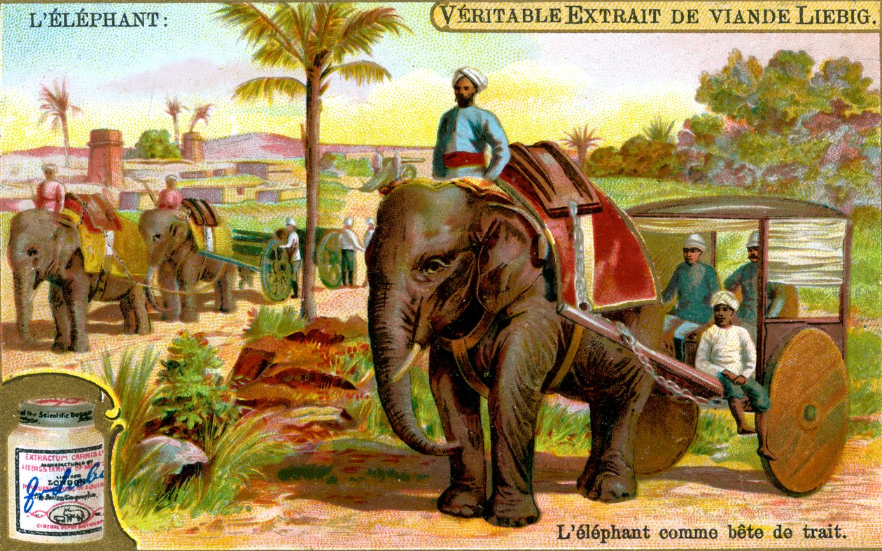 الفيل كمسودة للحيوانات ، c1900 بواسطة غير معروف