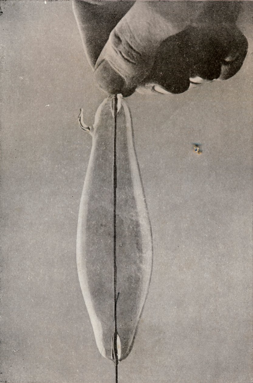 المصباح الكهربائي المتوهج الأول ، c1916 بواسطة غير معروف