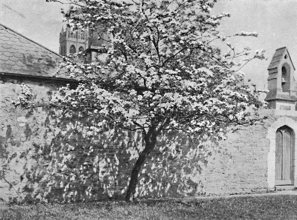 غلاستونبري ثورن ، 1902 بواسطة غير معروف