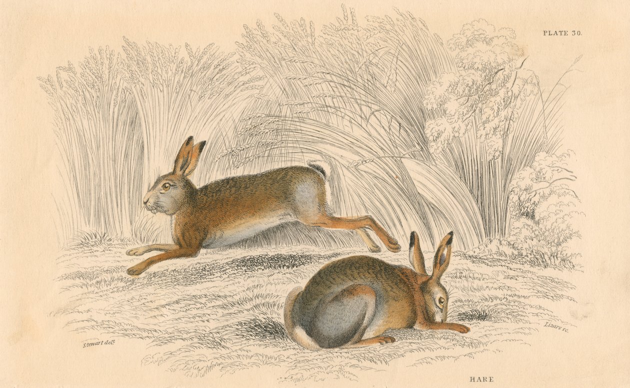 The Hare Lepus europaeus ، 1828 بواسطة غير معروف