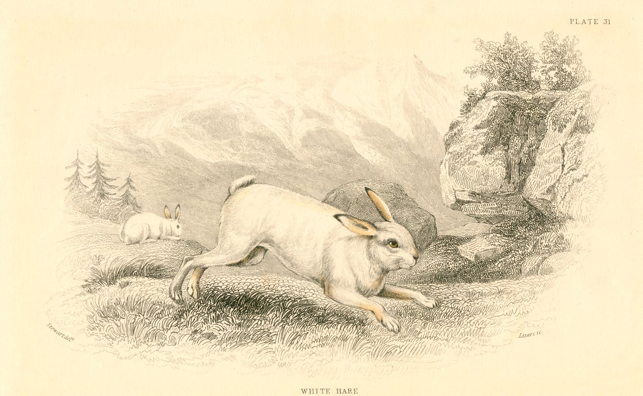The Hare Lepus europaeus ، 1828 بواسطة غير معروف