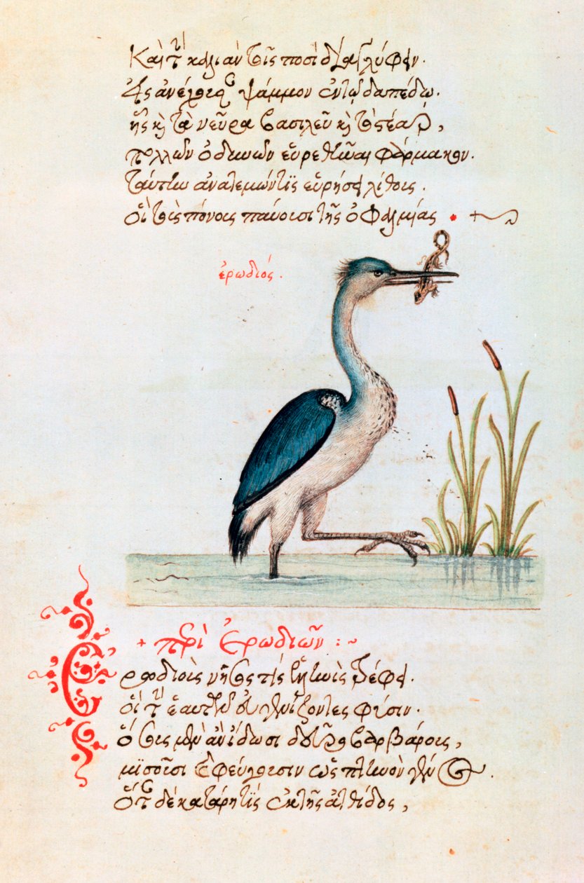 البلشون ، 1564 بواسطة غير معروف