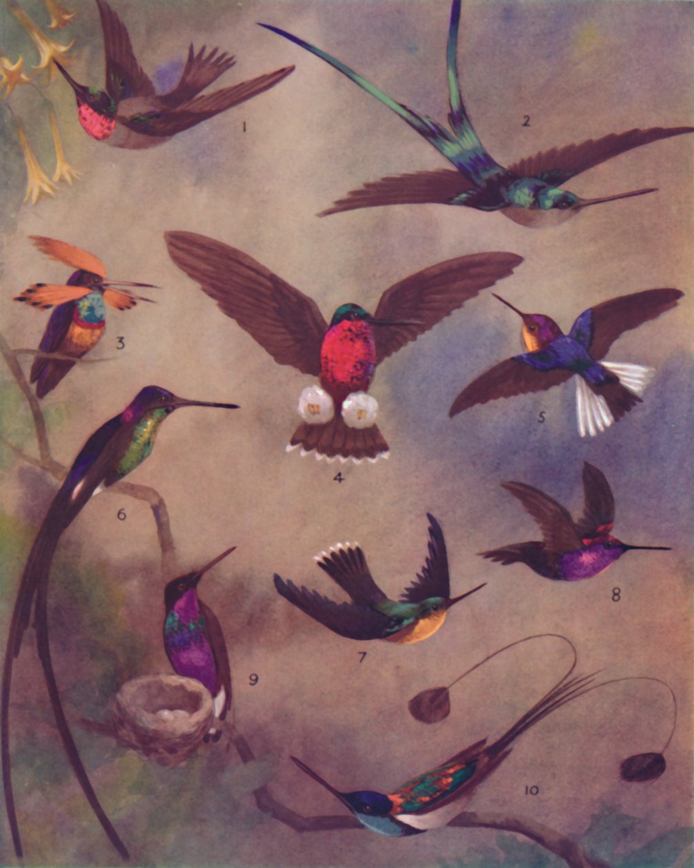 اللون الرائع للطيور الطنانة ، 1935 بواسطة غير معروف