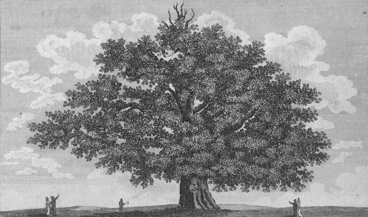 Penshurst Oak ، 1794 بواسطة غير معروف