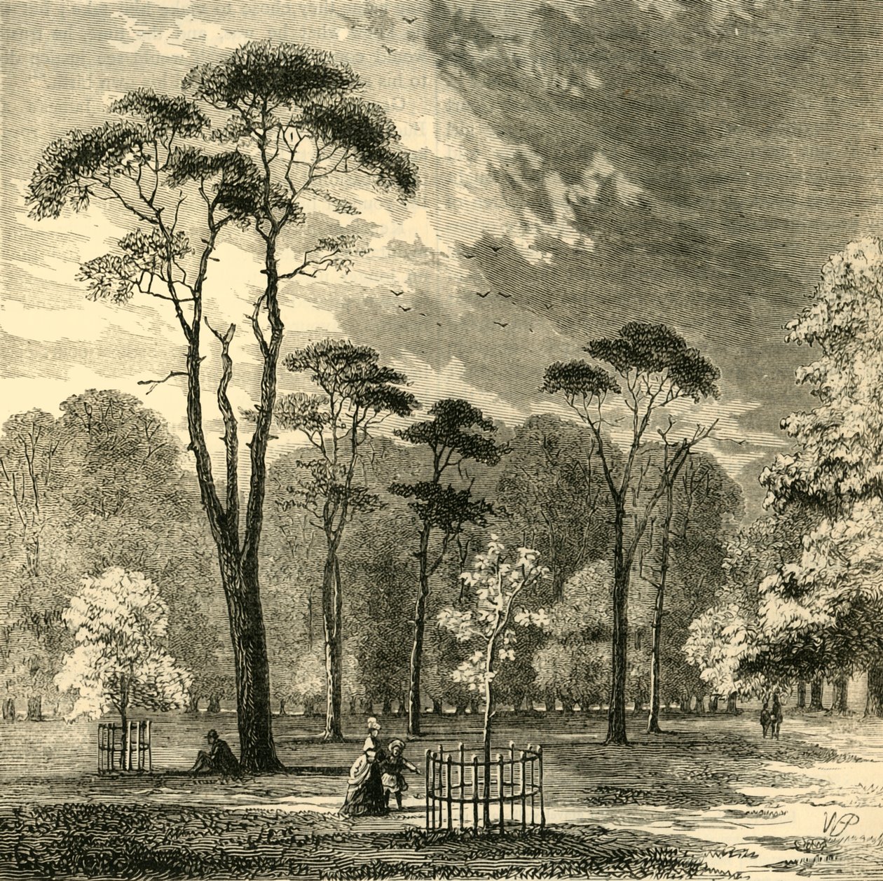 سكوتش فيرز ، حدائق كنسينغتون ، c1876. بواسطة غير معروف