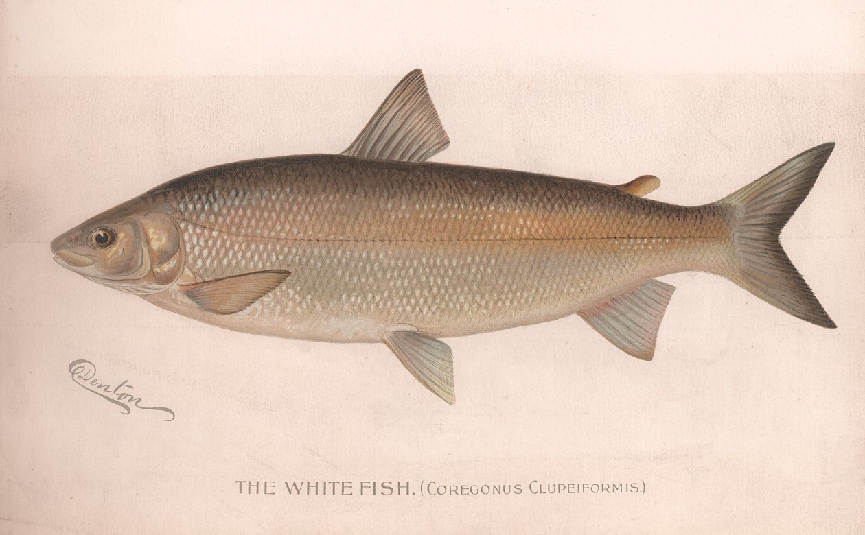 The White Fish Coregonus Clupeiformis ، ج 1920s بواسطة غير معروف