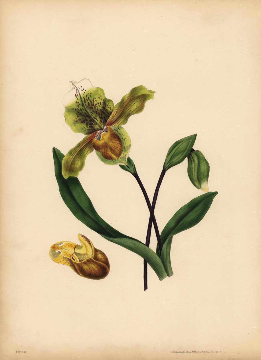 شبشب السيدة النبيلة ، Cypripedium reginae ، تشابه بواسطة غير معروف