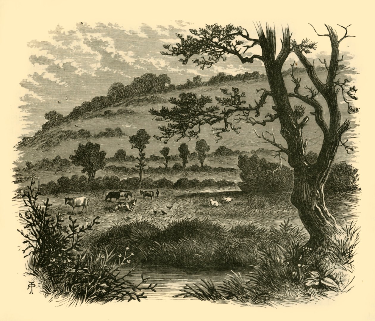 ثيستلدون ، 1898. بواسطة غير معروف