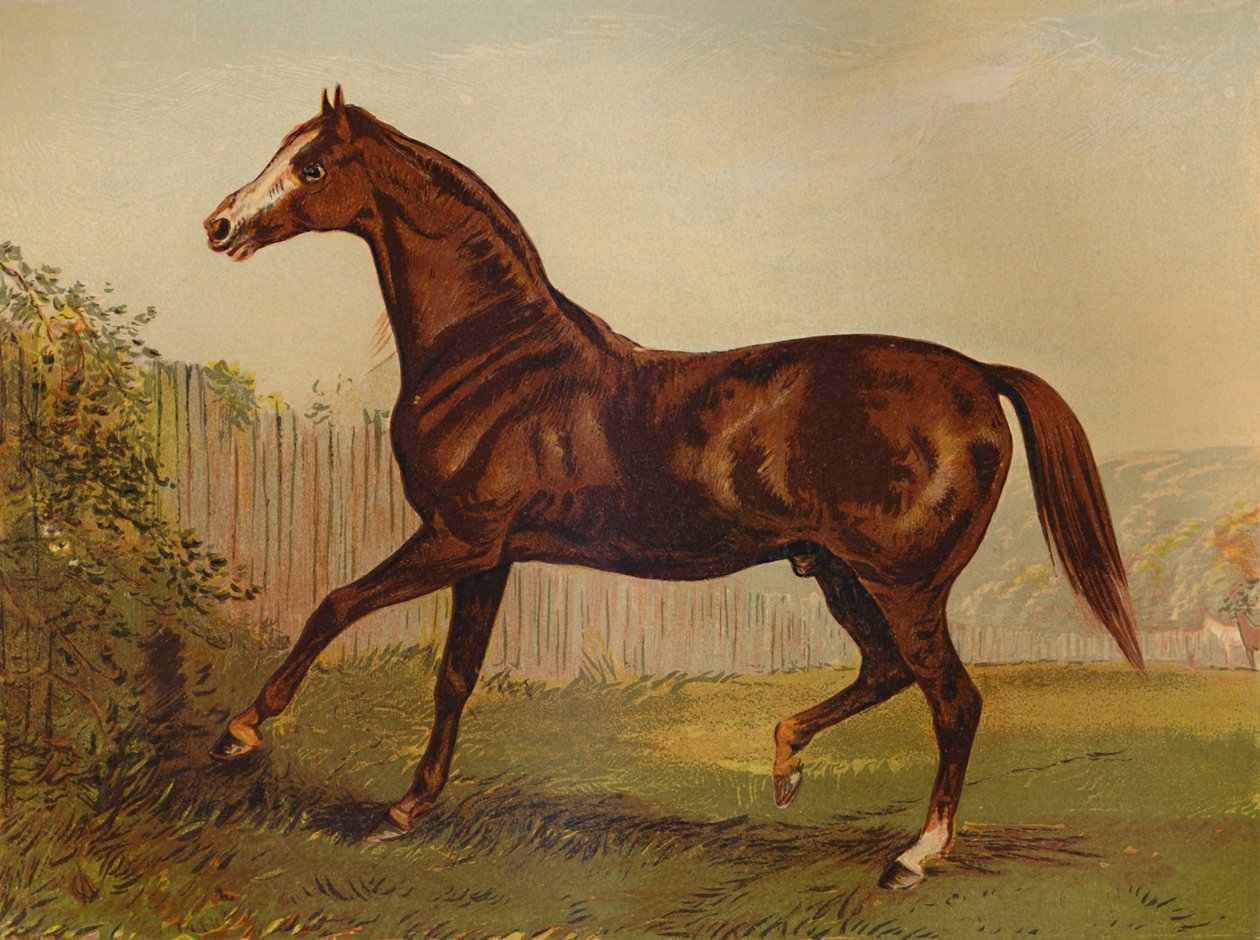 أصيل المرير بلير أثول ، الفائز في ديربي وسانت ليجر 1864 ، c1879. بواسطة غير معروف
