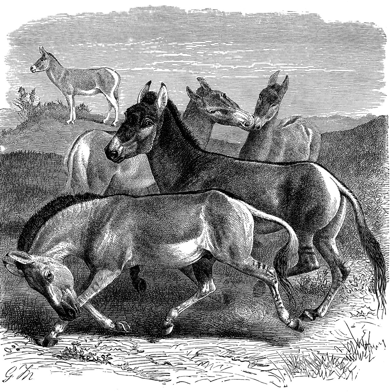 الحمار الوحشي التبتي أو كيانغ ، 1893 بواسطة غير معروف