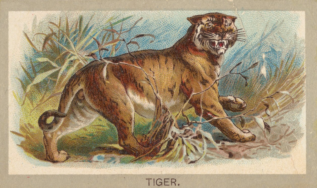 النمر ، من سلسلة حيوانات العالم T180 ، الصادر عن عبد السيجارة ، 1881. بواسطة غير معروف