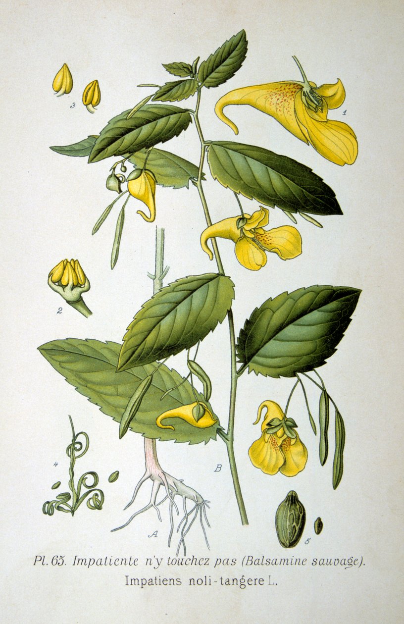 Touch-me-not balsam، 1893 بواسطة غير معروف