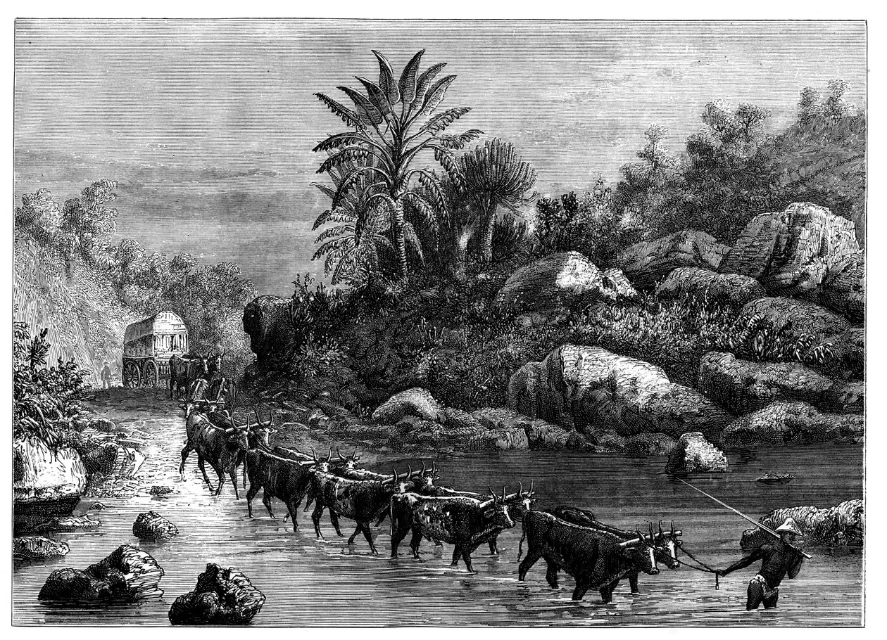 السفر في Griqualand ، جنوب أفريقيا ، c1890 بواسطة غير معروف