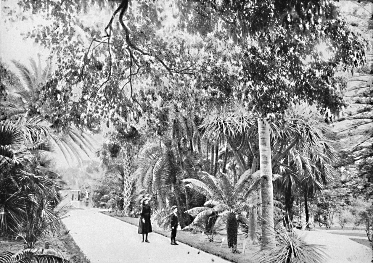 النخيل الاستوائية والسرخس في الحدائق النباتية ، c1900. بواسطة غير معروف