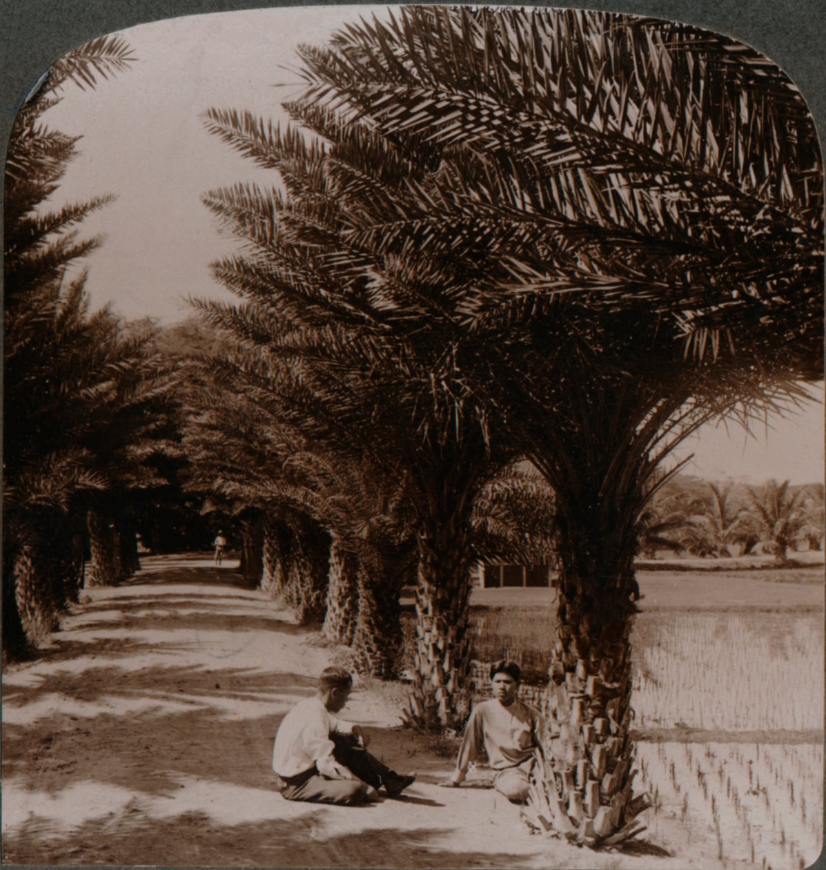 الجمال الاستوائي لطريق أشجار النخيل ، Moanalua بالقرب من هونولولو ، H. Is. ج 1900 بواسطة غير معروف