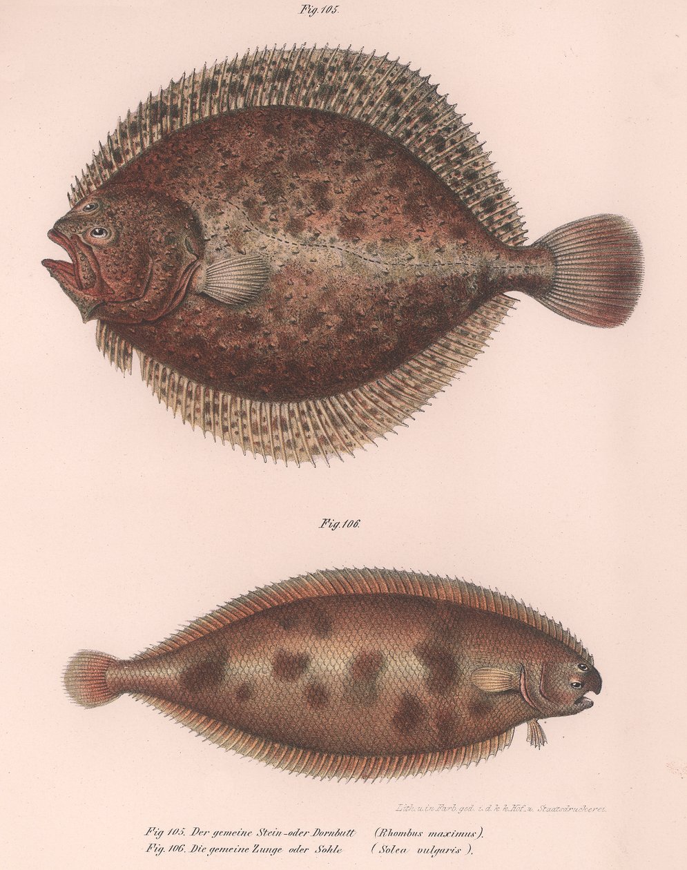 Turbot ، Rhombus maximus ، Common Solole Solea vulgaris ، c.1850s بواسطة غير معروف
