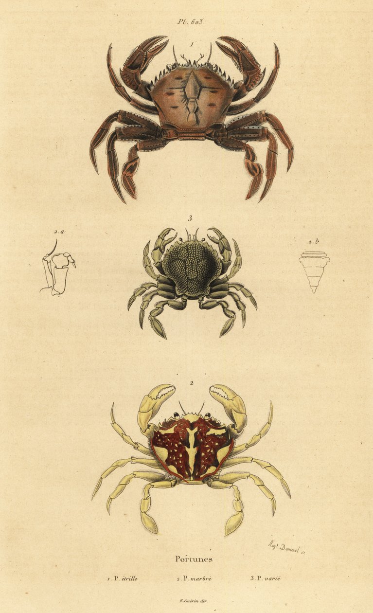 سلطعون مخملي ، Necora puber 1 ، سلطعون سباحة رخامي ، Liocarcinus marmoreus 2 ، وسلطعون بينانت للسباحة ، Portumnus latipes 3 بواسطة غير معروف