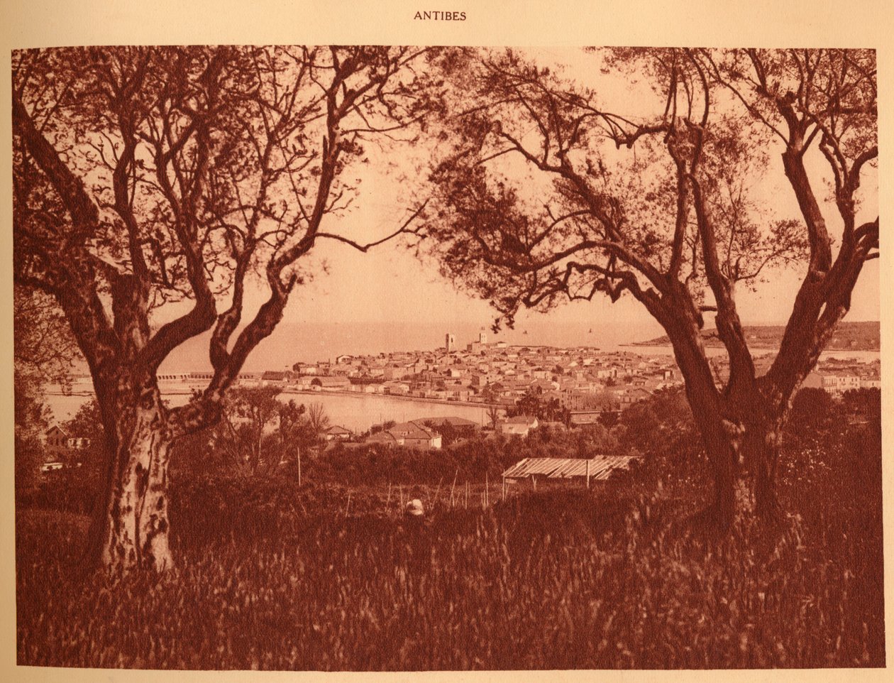 عرض من خلال أشجار الزيتون إلى أنتيب ، 1930. بواسطة غير معروف