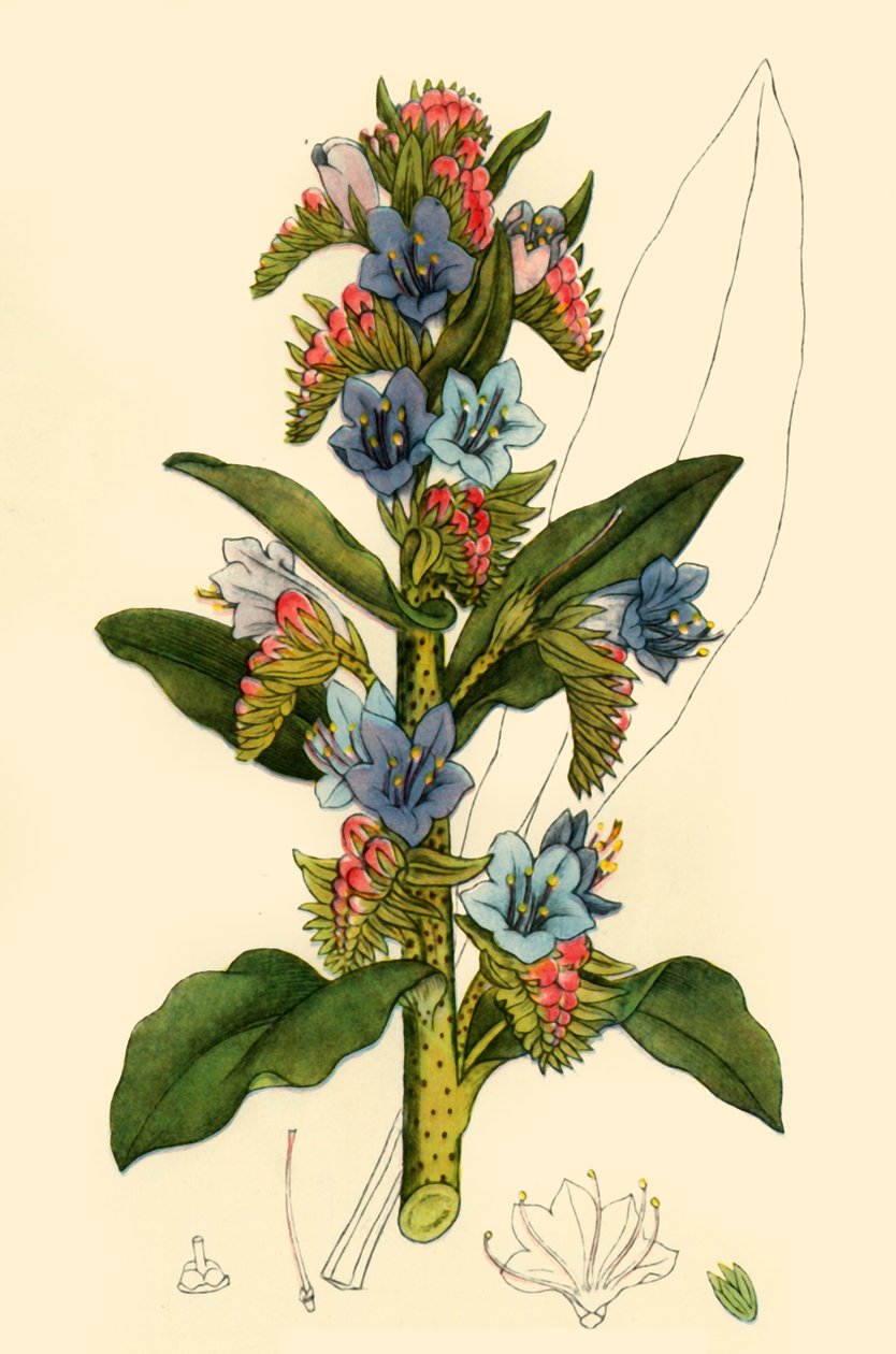 "Viper Bugloss" ، أواخر القرن الثامن عشر وأوائل القرن التاسع عشر ، 1944. بواسطة غير معروف