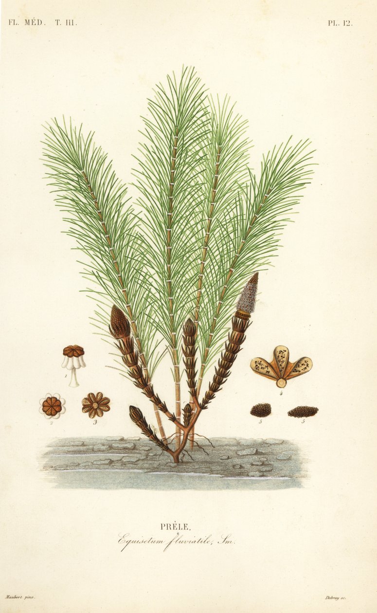 Water horsetail or swamp horsetail, Equisetum fluviatile, Prele بواسطة غير معروف