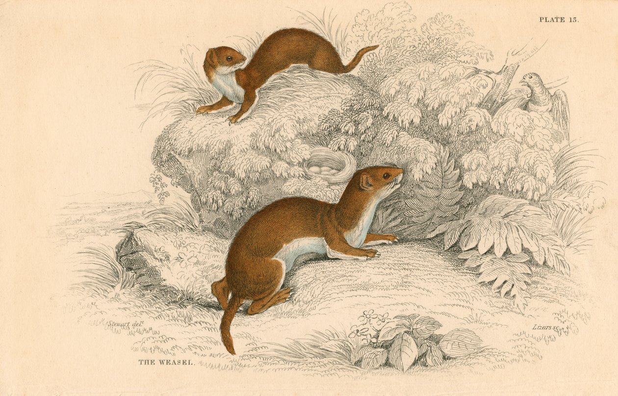 Weasel Putorius nivalis موستيلا الشائع ، أصغر آكلة اللحوم الأوروبية ، 1828 بواسطة غير معروف