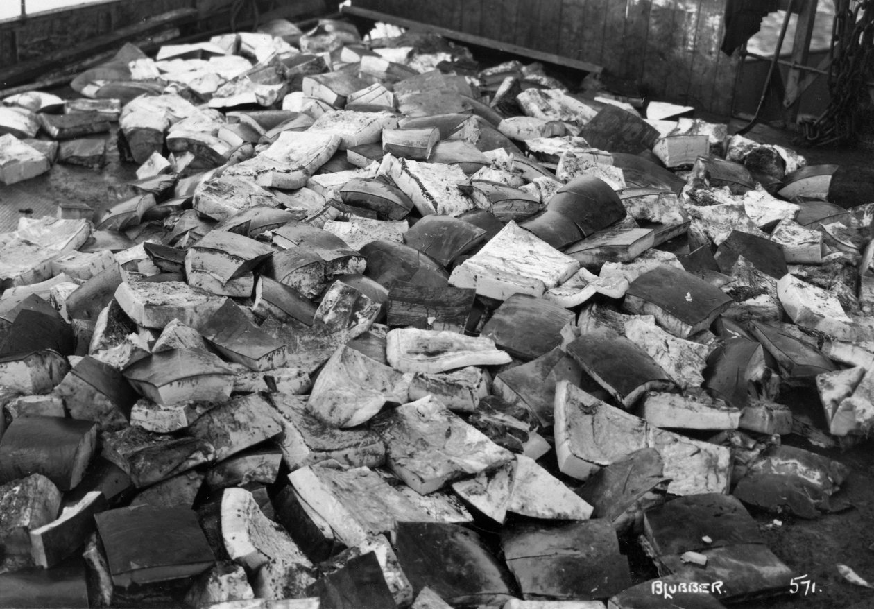 دهن الحوت ، خليج المجدلية ، سبيتسبيرجين ، النرويج ، 1929 بواسطة غير معروف