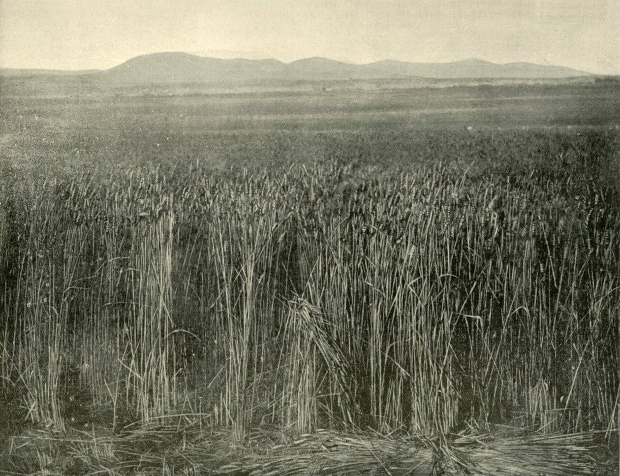حقل القمح ، كانينج داونز ، كوينزلاند ، 1901. بواسطة غير معروف