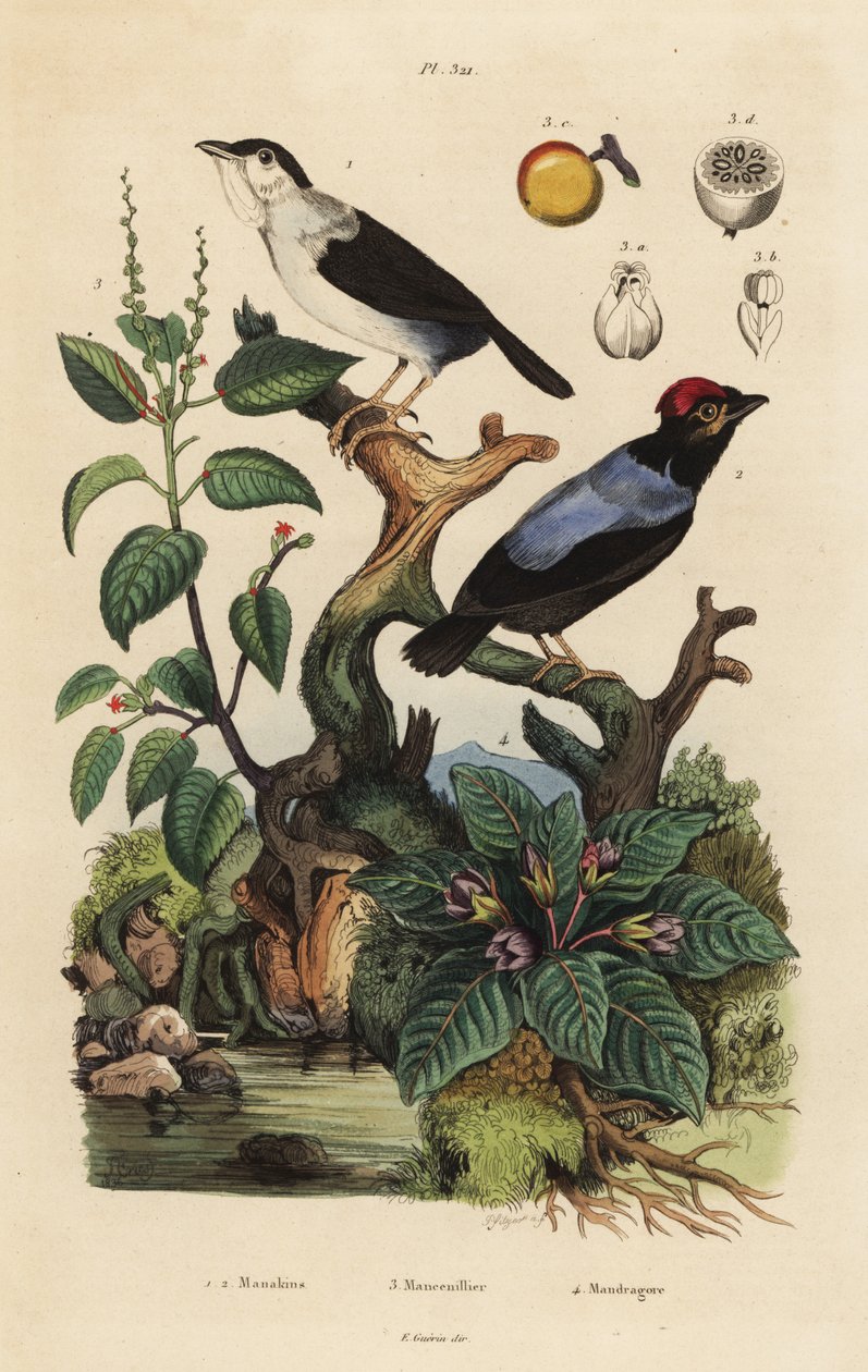 manakin الأبيض ، Corapipo ألتيرا ، manakin ذات الظهر الأزرق ، Chiroxiphia pareola ، شجرة manchineel ، Hippomane mancinella ، و Mandrake ، Mandragora officinarum بواسطة غير معروف