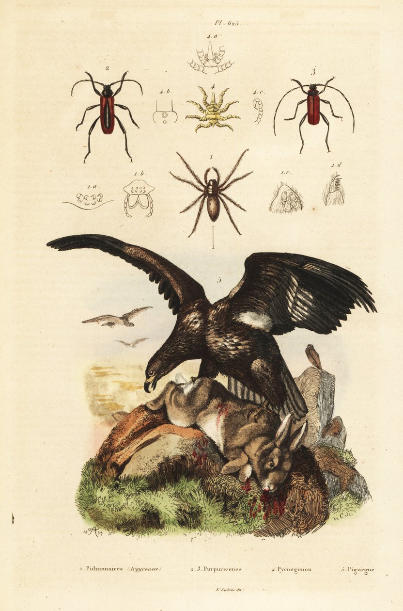 نسر البحر أبيض الذيل ، Haliaeetus albicilla 5 ، والفريسة ، عنكبوت الماء ، Argyroneta Aquatica 1 ، Purpuricenus beetles 2 بواسطة غير معروف